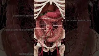 Arteries of the abdomen  #meded #anatomy #3dmodel