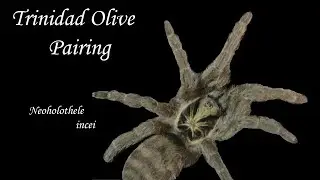 Trinidad Olive Tarantula Pairing