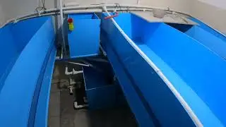 Ошибки  разведения рыбы в УЗВ