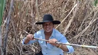 O GUAXINIM E A RAPOSA chupando cana