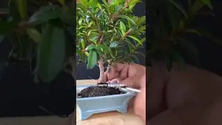 Aprende hacer  Bonsai
