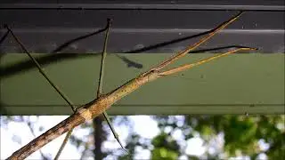 Giant Stick insect by Sharon McGrigor