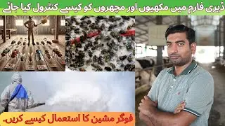 Flies control at dairy farm | How to Use thermal fogging sprayer | HRM Dairies