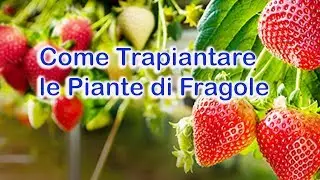 Come trapiantare le Piante di Fragole