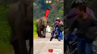 ELEPHANT ATTACK BIKE | 🔥🤯😱 #shorts #shortvideo #short