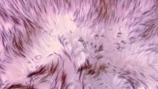 Faux Fur Sheepskin Rug luxury, Soft, Warm and Cozy
