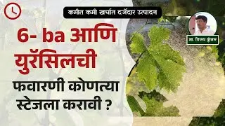 6 बी ए व युरॅसिल याची फवारणीची योग्य वेळ कोणती ? |@VijayKumbharYashAgroLab  #द्राक्षे #grape
