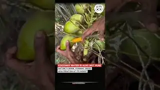 Even coconut water isn&rsquo;t spared &mdash; purity sold for profit!