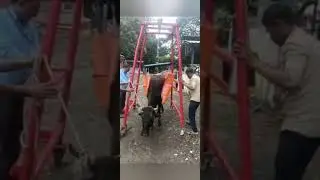 Easy cow lifting machine available in India Hyderabad