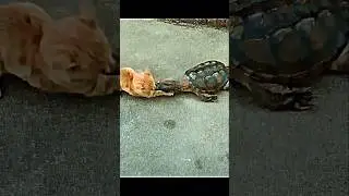 Turtle Attack Speed #trending #animals #wildlife #cat #turtle #shorts #youtube #youtubeshorts #short
