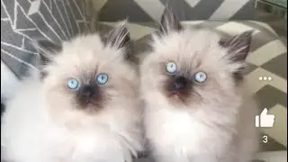 Himalayan Kittens for Sale In Mumbai Himalayan Cat Pune New Delhi Kittens for Sale In Chandigarh