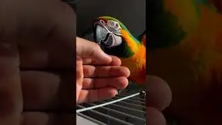 Parrot is shouting on her owner #cat #goldenretreiver #goldenretreiver #funny #funnypets #petlover