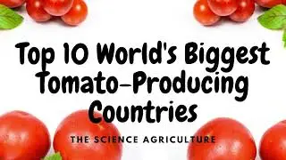 Tomato production: the world's top 10 countries' highest production volumes
