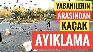 YABANİ GÜVERCİNLER ARASINDAN KAÇAK AYIKLAMA