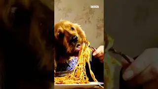 Dog's Delightful Feast!🔥 #shorts #dog #shortsfeed
