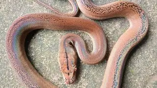 Exotic Baby snake with rainbow|Golden Child Super Dwarf 25% reticulatus python. Reupload
