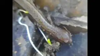 Two-Lined Salamander (Eurycea Bislineata)