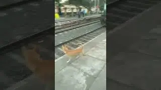 Funny Dog chasing Train 😂| #shorts #funny #dog #chasing #train