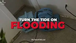 The Countdown to a Dry Basement: Insights and Solutions ⏳ | Bio Clean of Utah 🏡💧 | Expert Cleanup