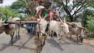 3 Bullockcart | Bullock working style | Bullockcart heavy load sugarcane un loading | cowvideos