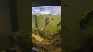 Feeding My Native Born Pumpkinseed Fish Earthworms. The So Called 