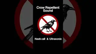 Crow Repellent Sound (20s). Hawk Call and Ultrasonic Sound.  #Shorts
