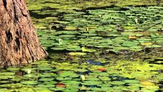 Benefits of Wetlands