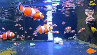 Relaxing with Clownfish
