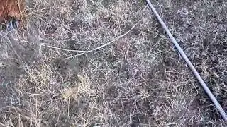Shotgun, Model 151 CBC Arrow Test.