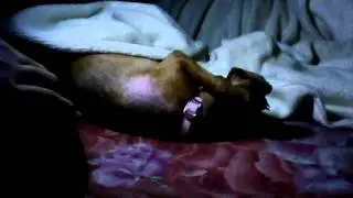 Ferwins Sleeping Little Puppy Named Lily