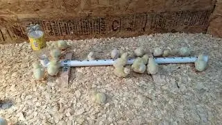 Best diy waterer for day old chicks.
