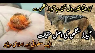 Gider singhi ki Haqeeqat | Islahi Aur malomati Video || Islamic Life