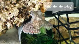 What does an Octopus do all day? 🐙 Nity's life in an Aquarium