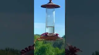 Mantide contro Colibr&igrave; #mantis #hummingbird #fight #animals #nature