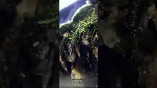 greenfins