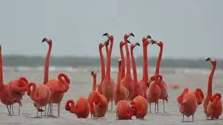 A Flock Of Flamingos