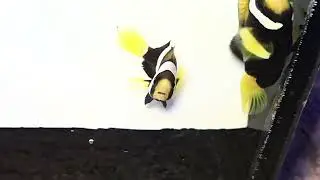 Western Australia Clownfish Amphiprion milii WYSIWYG captive-bred Pair at Pacific East Aquaculture 