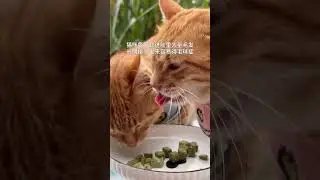Benefits of cats eating freeze dried cat grass pellets  1  Mild hair removal 2  Teeth grinding