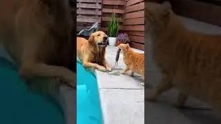 Funny animals videos of Cats and Dogs 2026 #funnydogs #dog #cats #funnycats #funnyanimals #dogvideos