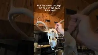 How to hang a deer mount! Easiest way to mount a deer! #diy #europeanmount #howto #hanging