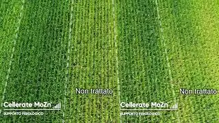 Cellerate MoZn su mais - le prove sperimentali