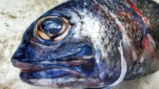 Cooking Benthic Fish that have NEVER Seen LIGHT!!!