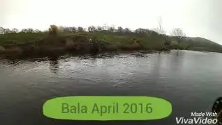 Fly fishing bala april 2016