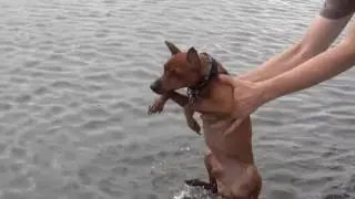 Funny Dogs Playing in Water - best dog swimming compilation 2016