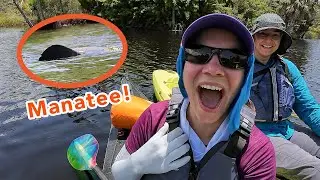 Unexpectedly Kayaking with Manatees at Econfina River Florida State Park!