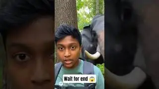 Wild Elephant Attack in Jungle 😱 | Real Life Adventure Gone Wrong #shorts #trending #youtubeshorts