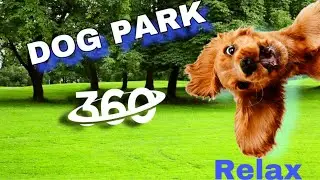 Relax and Joy: Meditation in a Dog Park 🐾🌳 | 360&deg; VR Video