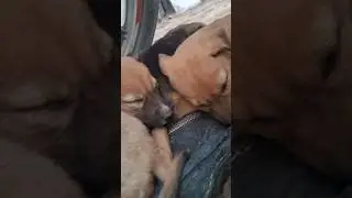 Real Aggressive Dog Barking | Scary Dog Sound Warning!