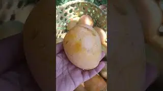 Cambodian mango 🥭#kitchen_talk #foods #city_show #cambodia #market#street #market_place#street_foods