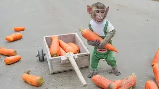 Mimi Monkey works hard in the carrot field and rewards herself with the best oranges in the world